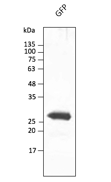 Anti-GFP Antibody, DyLight®488