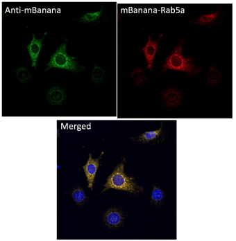 Anti-mBanana Antibody