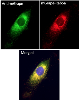 Anti-mGrape Antibody