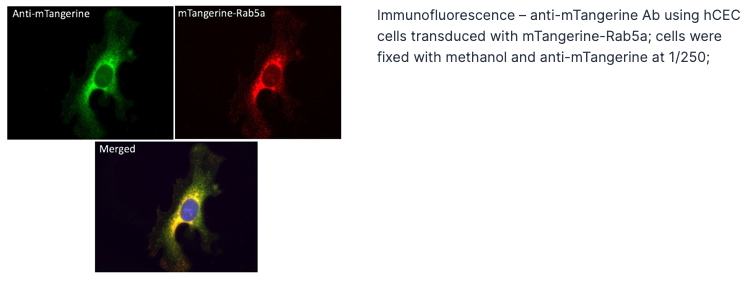 Anti-mTangerine Antibody