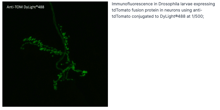 Anti-tdTomato Antibody, DyLight®488