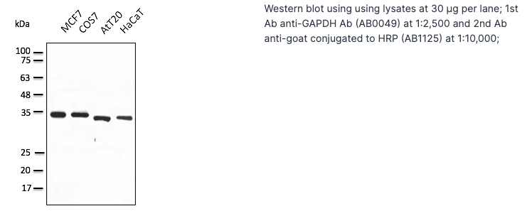 Anti-Goat IgG, HRP