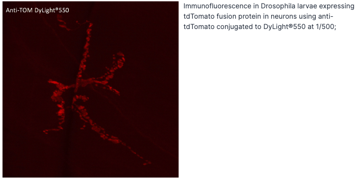 Anti-tdTomato Antibody, DyLight®550