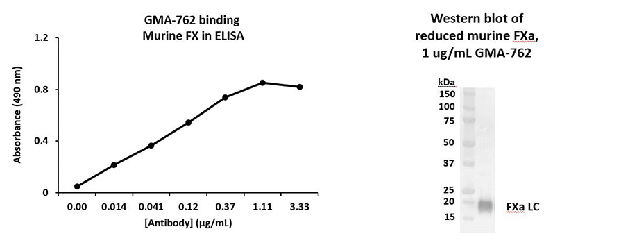 Rat Anti-Murine Factor X抗体(GMA-762)