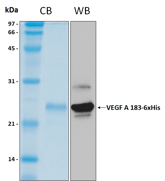 Human VEGF A isoform 183 recombinant protein