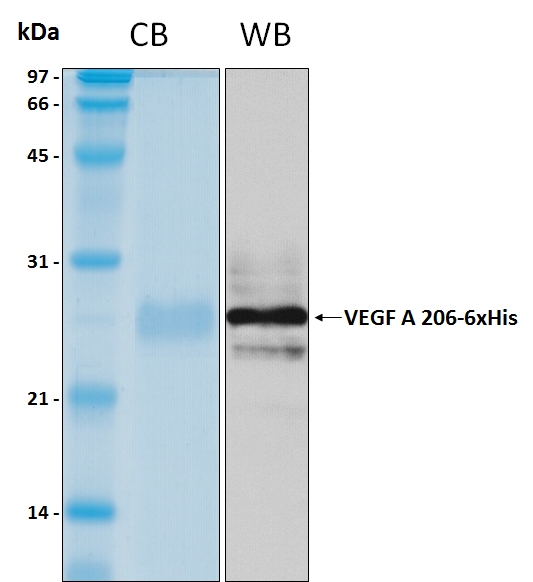 Human VEGF A isoform 206 recombinant protein