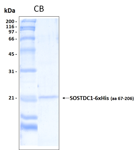 Human SOSTDC1 partial (aa 67-206) recombinant protein