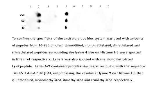 Monomethyl Lys4 Histone H3 Polyclonal Antibody