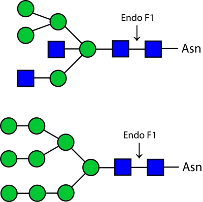 Endoglycosidase F1(Endo F1)，内切糖苷酶F1