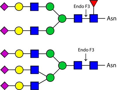 Endoglycosidase F3(Endo F3)，内切糖苷酶F3