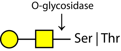 O-Glycosidase，O-糖苷酶