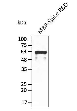 Anti-Spike RBD Domain (SARS-CoV-2) Antibody