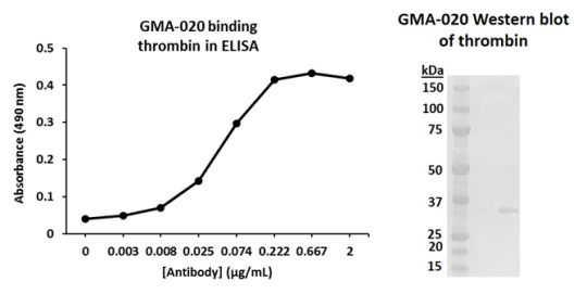 Murine Anti-Thrombin抗体(GMA-020)